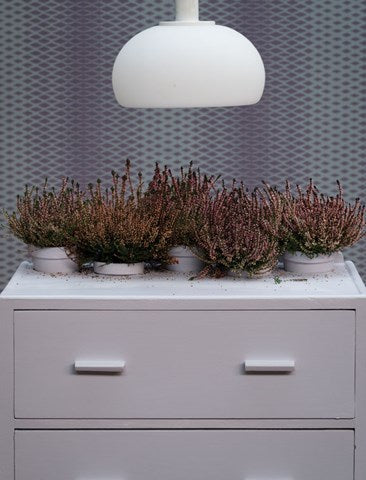 No. 270 Calluna