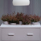 No. 270 Calluna